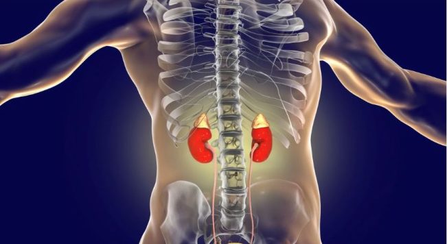 5 Fantastic Adrenal Supplements